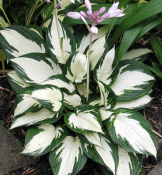 Hosta (Bohyka) FIRE AND ICE kont. 0,5 l