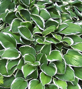 Hosta (Bohyka) FRANCEE kont. 0,5 l