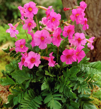 Dvojostice (Incarvillea delavayi), kont. 2 l