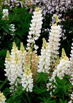Lup�nia / Lupinus �GALLERY WHITE�