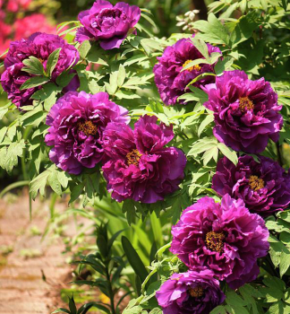 Pivoka keov tmav fialov PURPLE, kont. 1 l