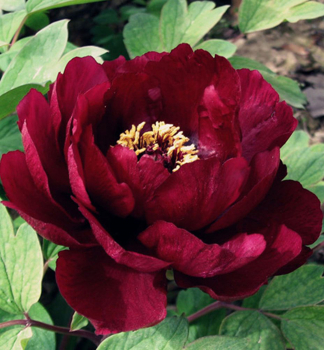 Pivoka devit tmav erven DARK RED, kont. 1 l
