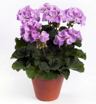 Pelargonie vzpmen GRETA, kont. 0,3 l