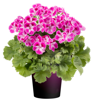 Pelargonie velkokvt PINKERBELL, kont. 0,3 l