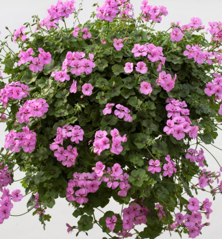 Pelargonie pevisl HAPPY FACELILAC kont. 0,3 l