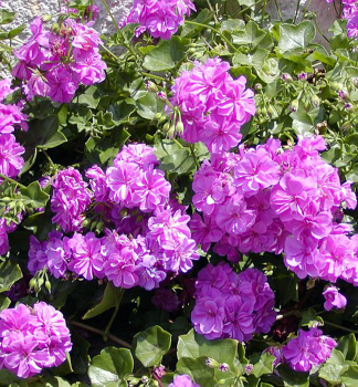 Pelargonie pevisl HAPPY FACELILAC kont. 0,3 l