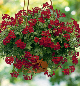 Pelargonie t�hl� �HAPPY FACE� DARK RED�, kont. 0,5 l