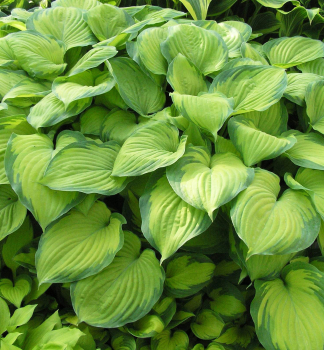 Hosta (Bohyka) GUACAMOLE kont. 1 l