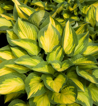 Hosta (Bohyka) ORANGE MARMELADE, kont. 1 l