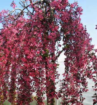 Okrasn jablo ROYAL BEAUTY na kmnku 120 cm, kont. 12 l