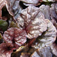 Ajuga reptans MAHOGANY, detail listov