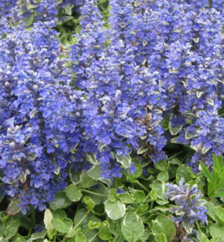 Zběhovec plazivý ´VARIEGATA´ kont. 0,5 l