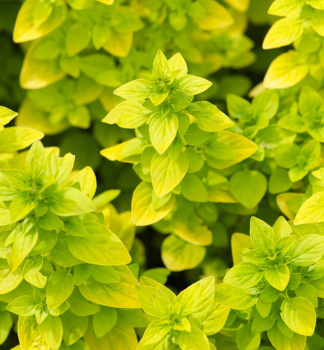 Dobromysl obecn AUREUM (Oregno), kont. 0,3 l