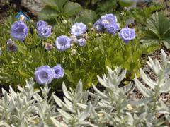 Campanula cochleariifolia ELISABETH OLIVER