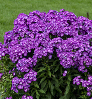 Flox latnat (Plamenka) LAURA kont. 1,4 l