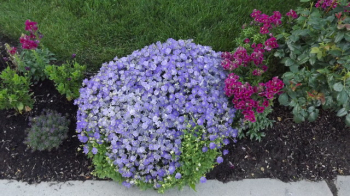 Campanula hybride SAMANTHA,  zhon pri chodnku