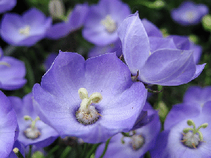 Campanula hybride SAMANTHA, detail kvetu