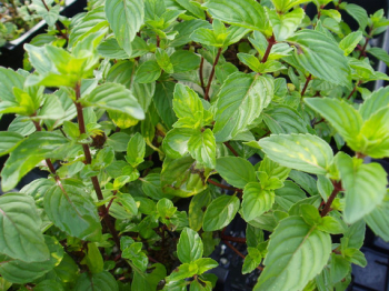 Mentha gentilis VariegataGINGER