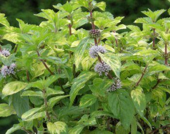 Mentha gentilis VariegataGINGERobdobie kvitnutia