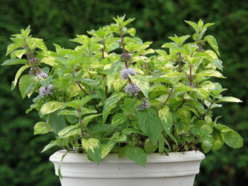 Mentha gentilis VariegataGINGER v ndobe