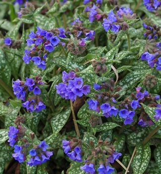 Pulmonaria angustifolia TREVI FOUNTAIN