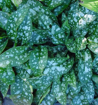 Pulmonaria angustifolia TREVI FOUNTAIN detail listu