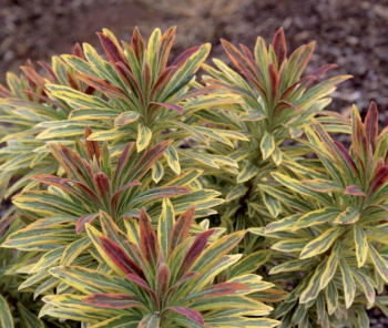 Mlienik / Euphorbia martinii ASCOT RAINBOW