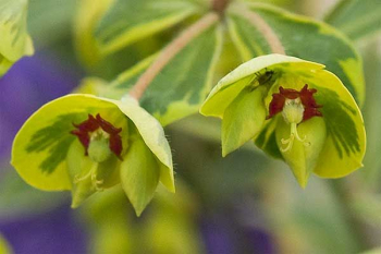 Mlienik / Euphorbia martinii ASCOT RAINBOW detail kvetu