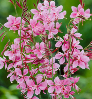 Gaura Lindheimeri SISKIYOU PINK kont. 0,5 l