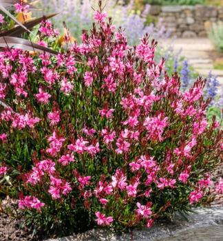 Gaura Lindheimeri �SISKIYOU PINK� kont. 1 l