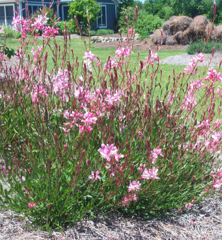 Gaura Lindheimeri �SISKIYOU PINK� kont. 1 l