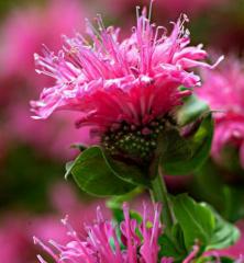 Monarda podvojn / Monarda didyma CRANBERRY LACE detail kvetu