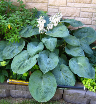 Hosta (bohyka) BIG DADDY kont. 0,5 l