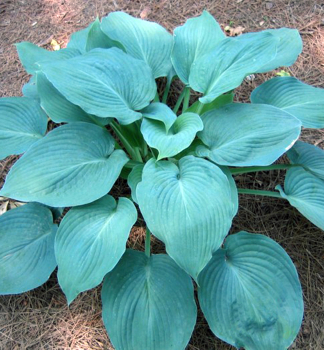 Hosta (Bohyka) FRAGRANT BLUE kont. 0,5 l