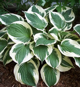 Hosta (bohyka) MINUTE MAN kont. 0,5 l