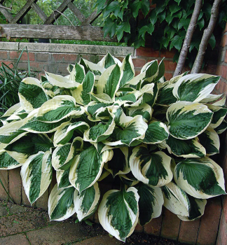 Hosta (bohyka) MINUTE MAN kont. 0,5 l