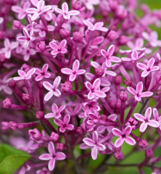 ek BLOOMERANG DARK PURPLE na kmnku 80 cm, kont. 10 l