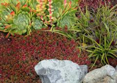 Sedum spurium WOODOO v zhone