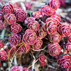 Sedum spurium WOODOO detail rastliny