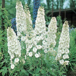 Delphinium Pacific GALAHAD