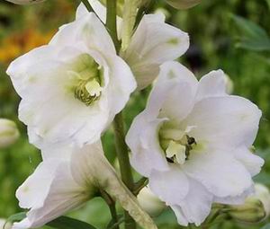 Delphinium Pacific GALAHAD, detail kvetov