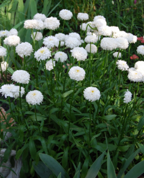 Leucanthemum superbum CRAZY DAISY