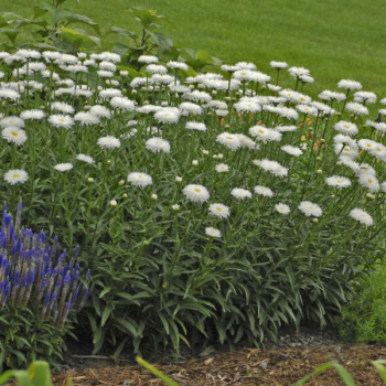 Obrázok (3) Obrázok (3)