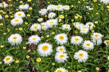 Obrázok (4) Obrázok (4)