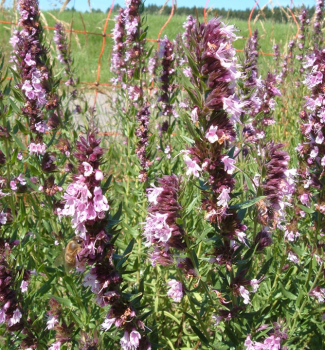 Yzop lkask ROSEUS, kont. 0,5 l