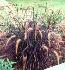 Pennisetum setaceum RUBRUM v zhone