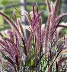 Pennisetum setaceum RUBRUM detail kvetov