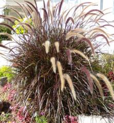 Pennisetum setaceum RUBRUM