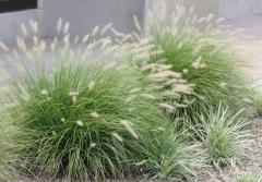 Pennisetum alopecuroides LITTLE BUNNY skupinov vsadba