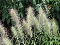 Pennisetum alopecuroides LITTLE BUNNYdetail metlinatch kvetov